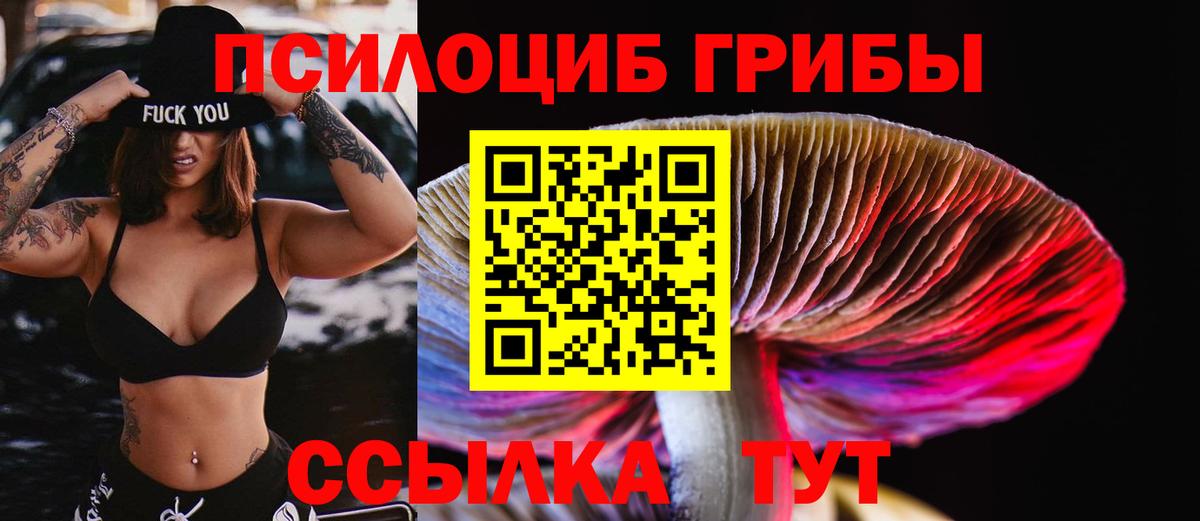 Тайшет  Псилоцибиновые грибы Psilocybe  Вход с VPN 